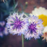 Bleuet