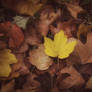 First Touch Of Fall