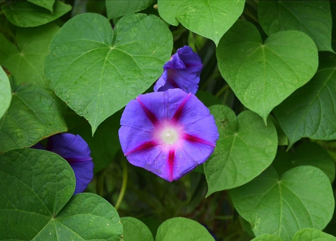 Geometrie Florale