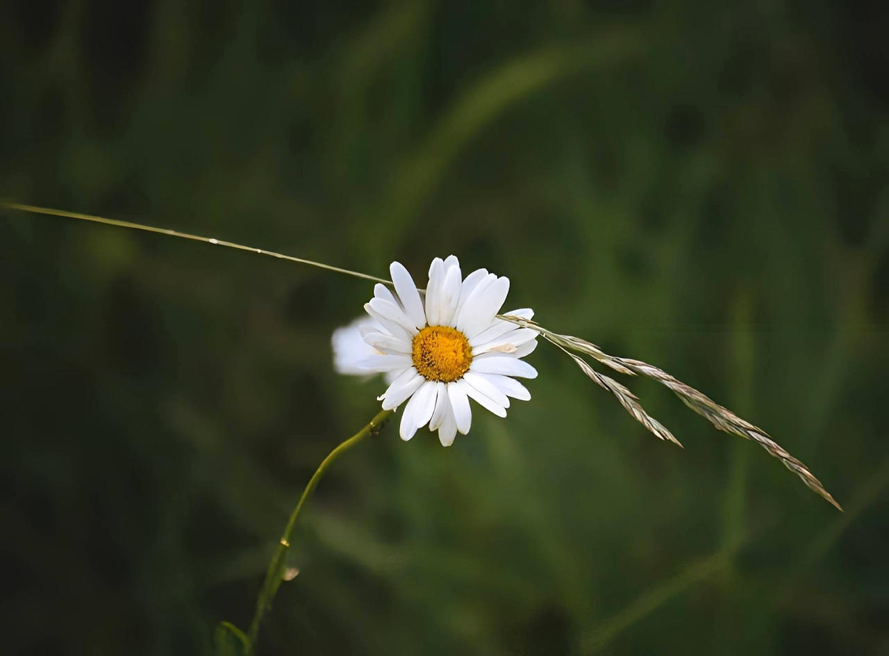 Equilibre Fragile