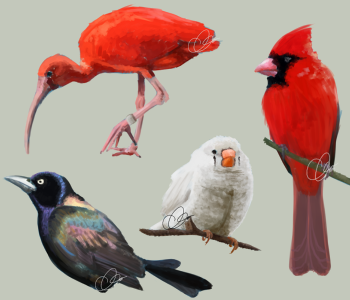 Speed Paint: Birds