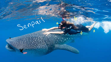 Kawaii Whale Shark