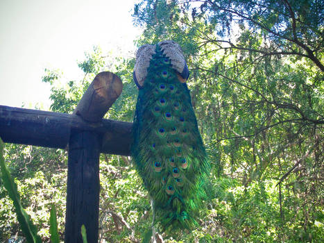 Peacock feathers