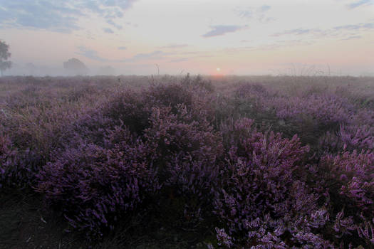 Heath early morning