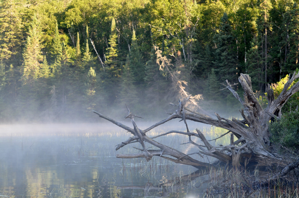 Roots and Mist