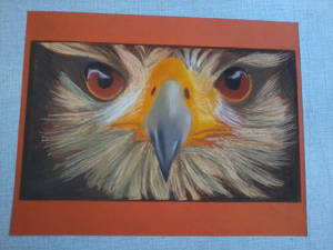 Bird (Falcon) with pastels FINISHED