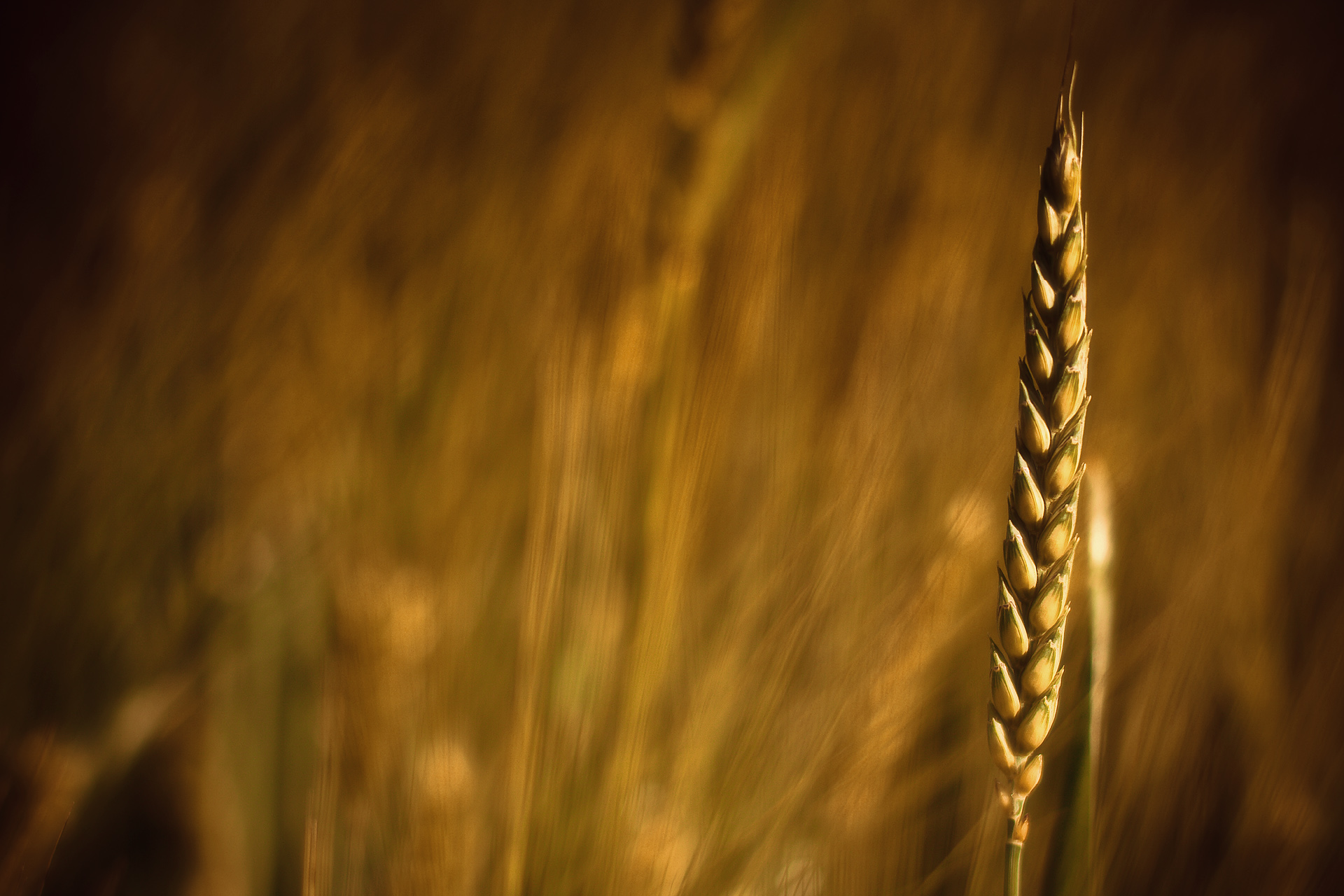 Wheat Grain Wallpaper
