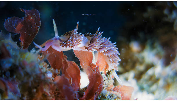 Nudibranch