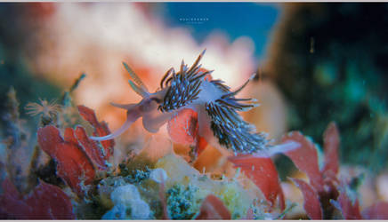 Nudibranch