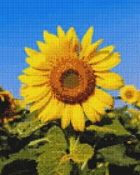 Sunflower cross stitch 