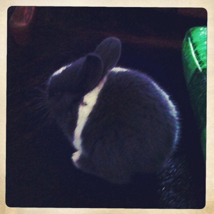 Ninja the Wabbit by Sykurflos121 on DeviantArt