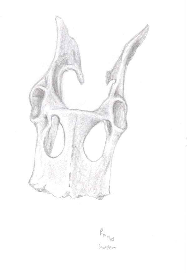Bumpy Scull Scull- realistic practice by paintingpony on DeviantArt