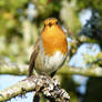 Robin II