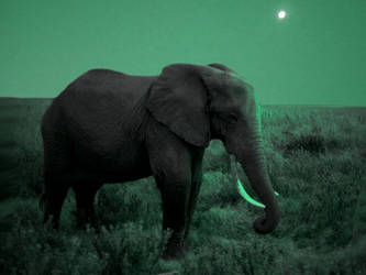 Lonley Elephant