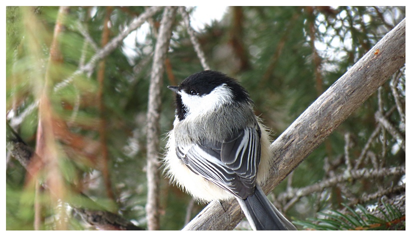 Chickadee