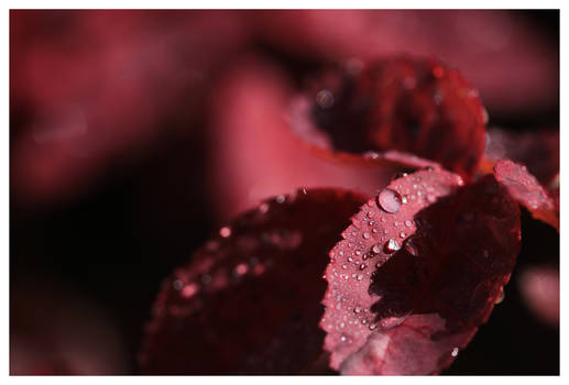 Drops of Red