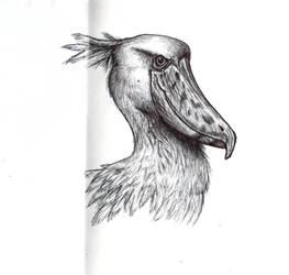 shoebill (Balaeniceps rex)