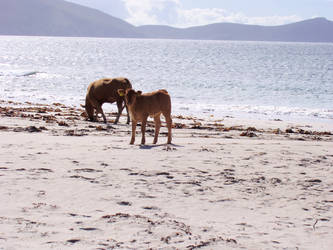 Cows on a seaside holiday