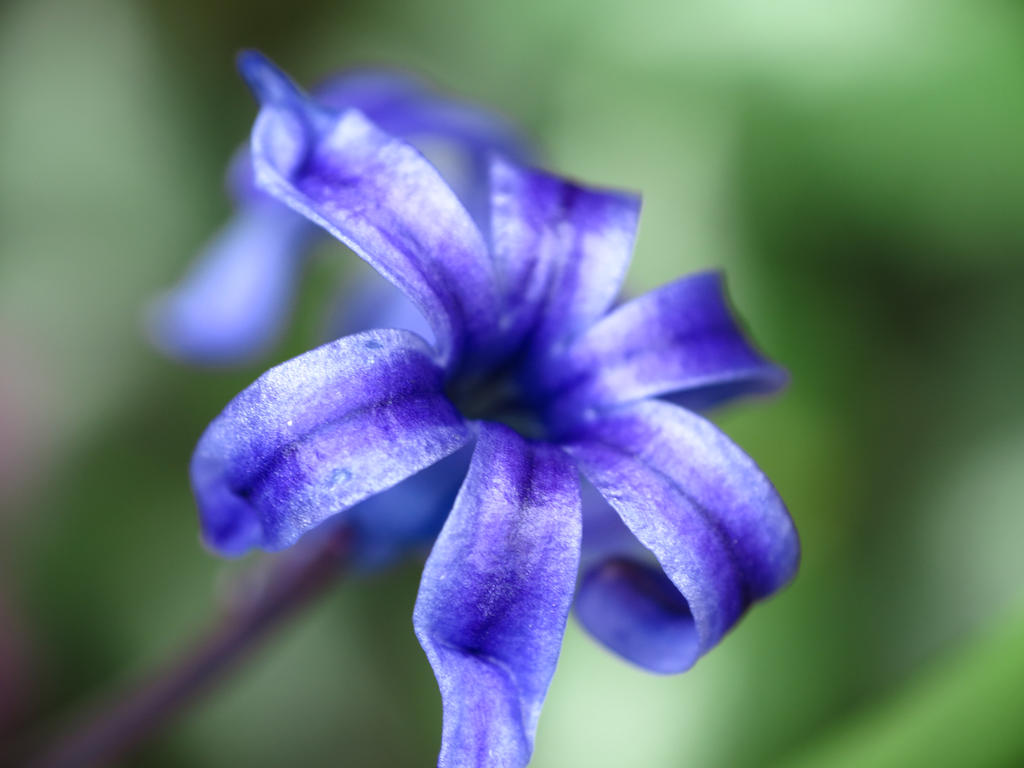 Blue/purplish flower