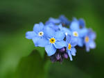 Tiny flowers by MagicoffMusic