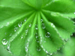 raindrops on leaf. 2 by MagicoffMusic
