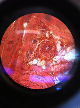 Skeletal Muscle Tissue