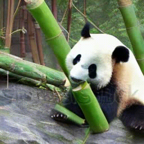 Panda eating bamboo - GIF format by BadgerCMYK on DeviantArt