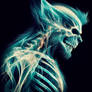 Wolverine X-ray