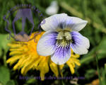 White Violet by artjte