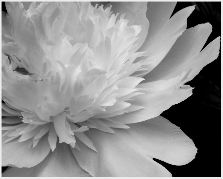 Black and White Flower Study10