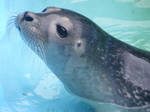 Baby Seal. by ferga93