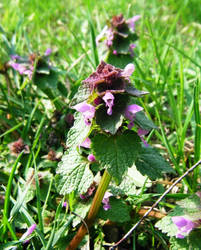 Coloured nettle