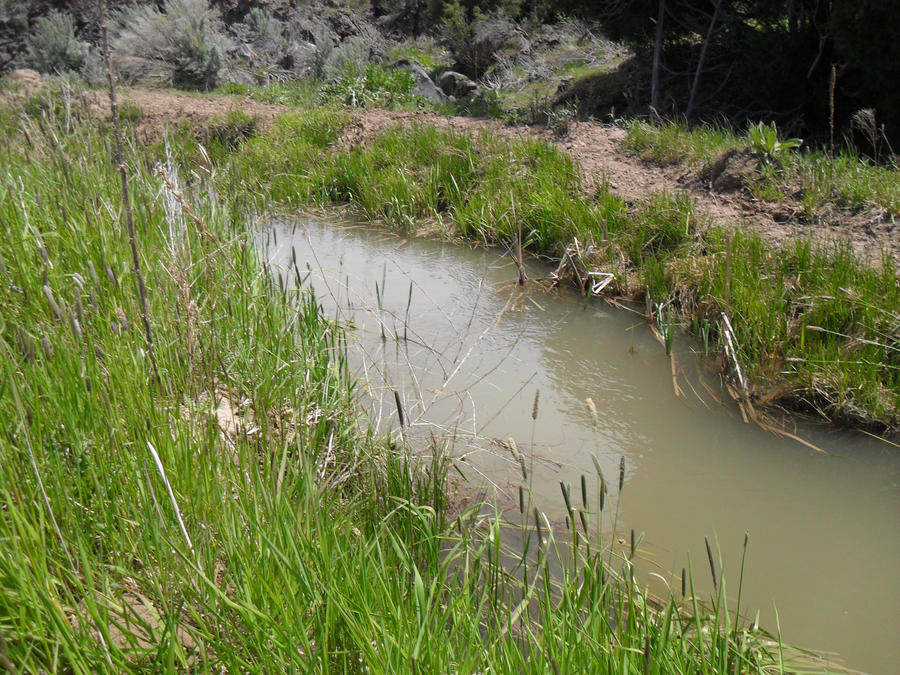Stream Bed by BlueJay52998 on DeviantArt