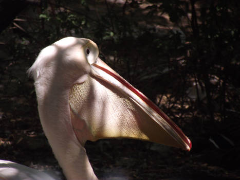 Pelican