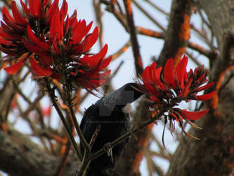 Tui