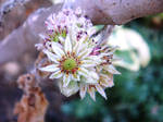 Cuvarkuca (Sempervivum tectorum) by ordinarygirl1