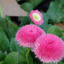 Bellis Perennis