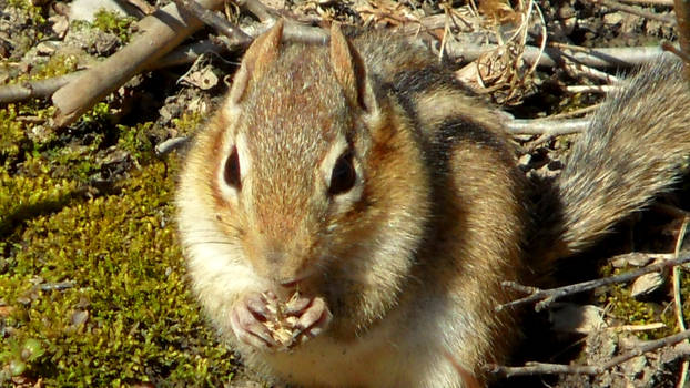 Cute Chipmunk