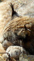 Sleeping Lynx