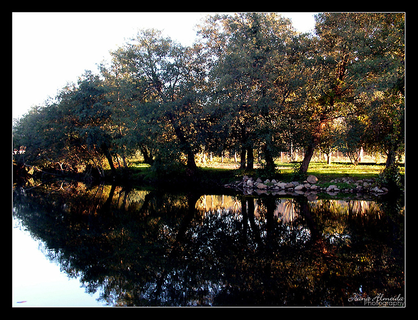 Nature's Mirror