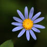 Felicia Amelloides (Blue Marguerite Daisy)