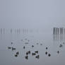 Ducks in Morning Fog