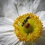 Tiny World in a Flower