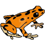 Poison dart frog