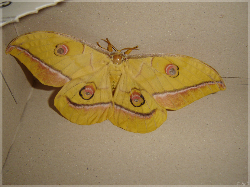 Silk moth smile