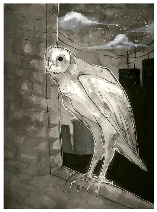 Barn Owl