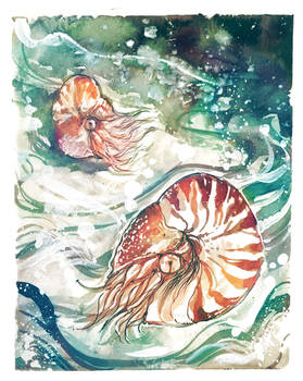 Nautilus