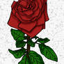 Red rose