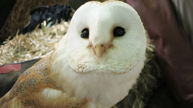 Barn Owl