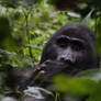 Gorilla del Bwindi